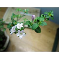 Cherry Blossom Serissa Tree - 2.5" Pot - House Plant, Fairy Garden Plant, Bonsai   